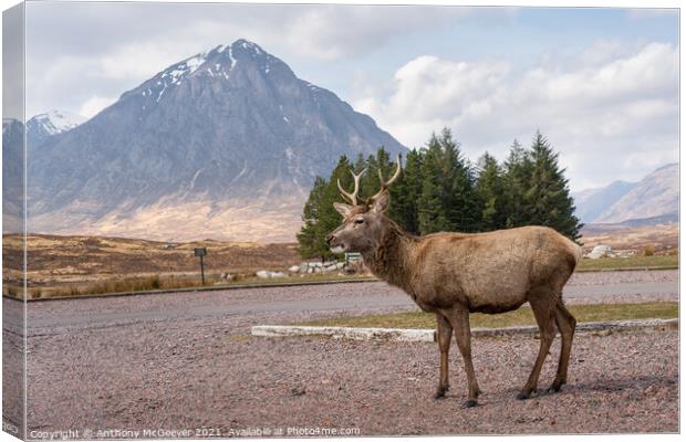 A posing deer and The Buachaille, Glencoe Scotland Canvas Print by Anthony McGeever