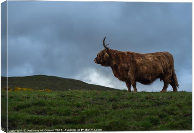 A large brown Highland cow standing on top of a lu Canvas Print by Anthony McGeever