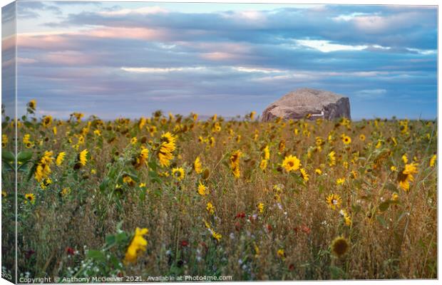 Sunflowers and Bass Rock  Canvas Print by Anthony McGeever