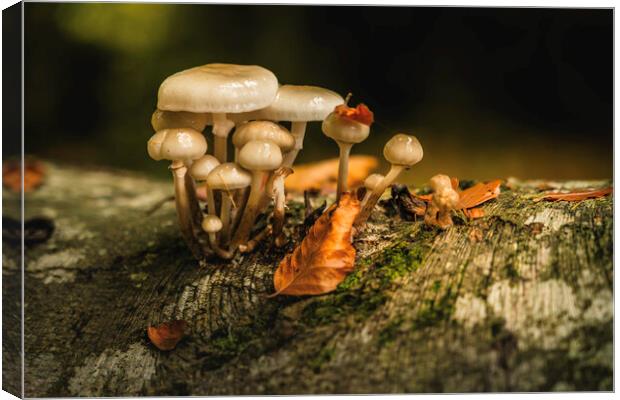 October woodland mushrooms  Canvas Print by Anthony McGeever