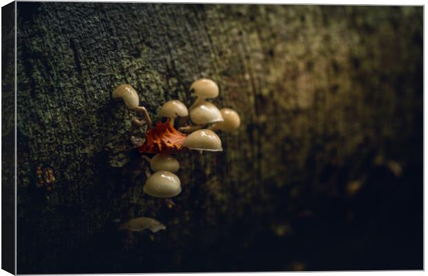 October Woodland Mushrooms  Canvas Print by Anthony McGeever