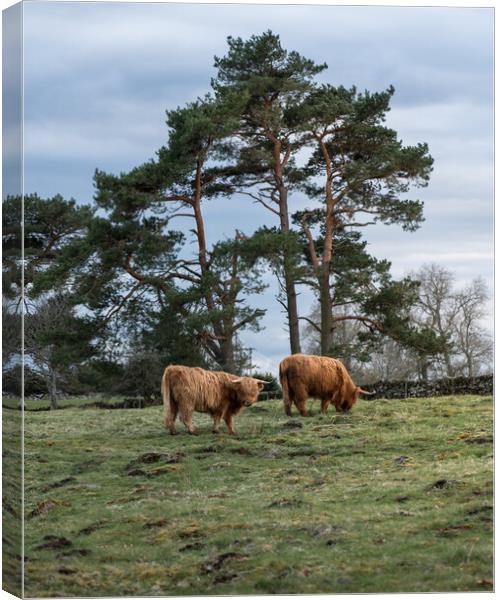 Heelan Coos n Scotts Pine  Canvas Print by Anthony McGeever