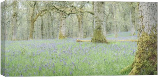 Bluebell Woods Canvas Print by Anthony McGeever