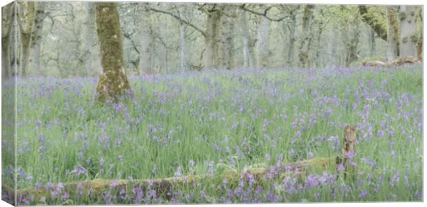 Misty Bluebells Canvas Print by Anthony McGeever