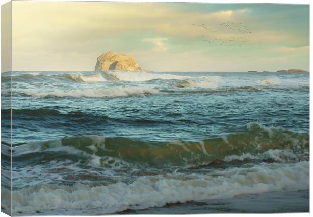 Bass Rock  Canvas Print by Anthony McGeever