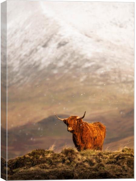 A ginger Highland in Winter Wonderland Canvas Print by Anthony McGeever