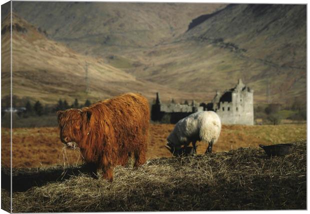 Scottish Highlands  Canvas Print by Anthony McGeever
