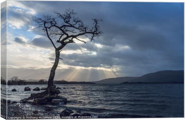 The Lone Tree  Canvas Print by Anthony McGeever