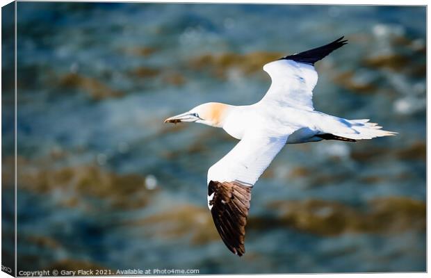 Northern Gannet bird gliding over the coast  Canvas Print by That Foto