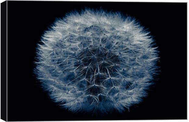 Dandelion Clock Isolated Lowkey Canvas Print by That Foto