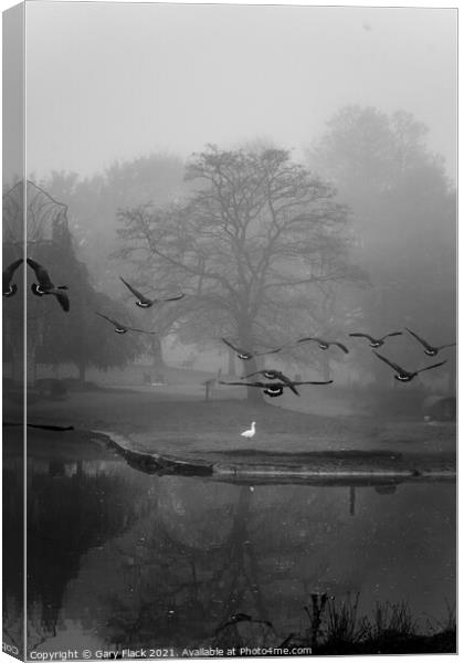 Autumn Foggy Canadian Geese landing at Sandall Park Doncaster Canvas Print by That Foto