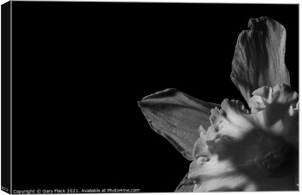 Daffodil Trumpet in Monochrome Canvas Print by That Foto