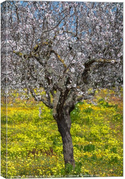 Blossoming almond tree in Majorca Canvas Print by MallorcaScape Images