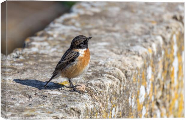 European Stonechat (Saxicola rubicola) Canvas Print by MallorcaScape Images