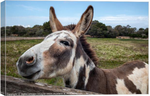 curious spotted donkey on a pasture in Majorca Canvas Print by MallorcaScape Images