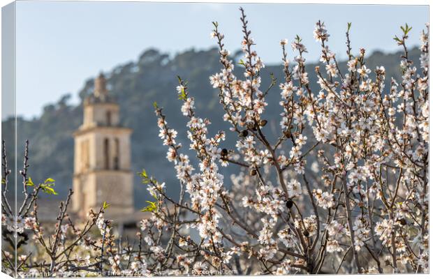Blossoming almond trees in village Caimari, Mallor Canvas Print by MallorcaScape Images