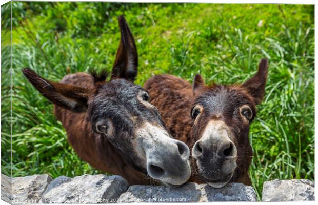 curious donkeys Canvas Print by MallorcaScape Images
