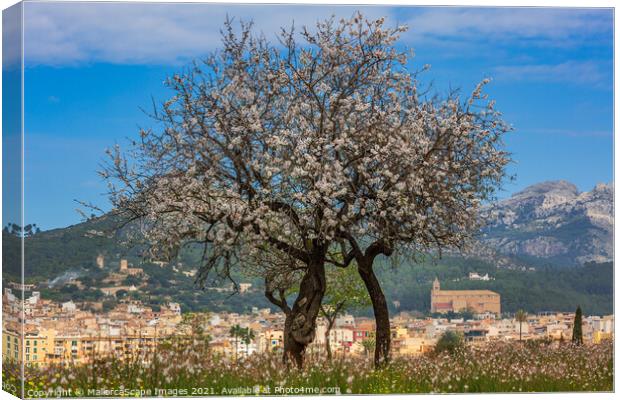 Almond blossom season in town Andratx, Majorca Canvas Print by MallorcaScape Images