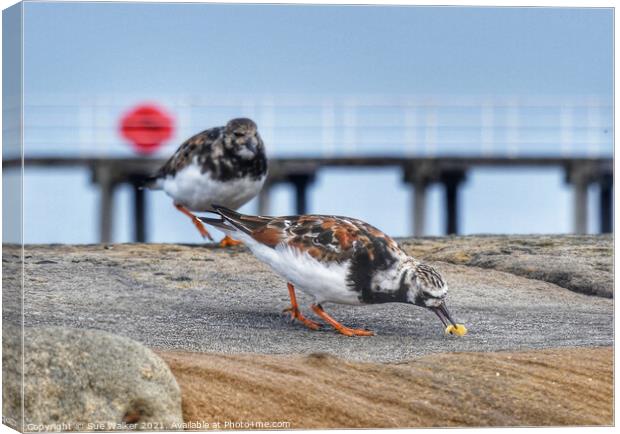 Turnstone Canvas Print by Sue Walker