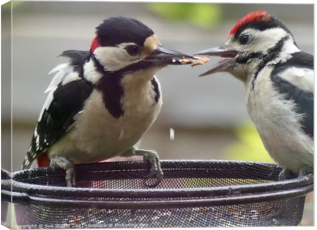 Great Spotted Woodpecker and youngster Canvas Print by Sue Walker