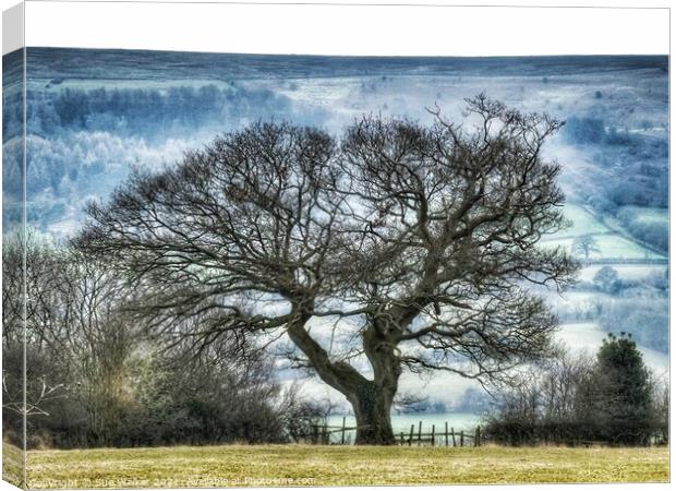 For the love of trees Canvas Print by Sue Walker