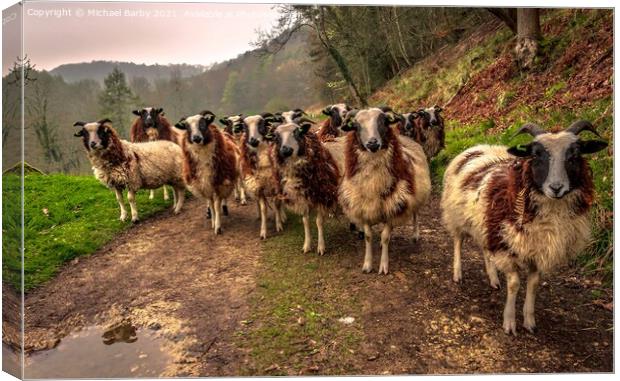 Jacob sheep in the Cotswolds Canvas Print by Michael Barby
