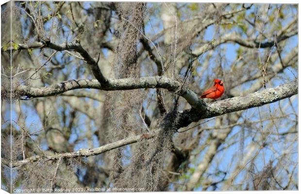 Cardinal in Early Spring Canvas Print by Beth Rodney
