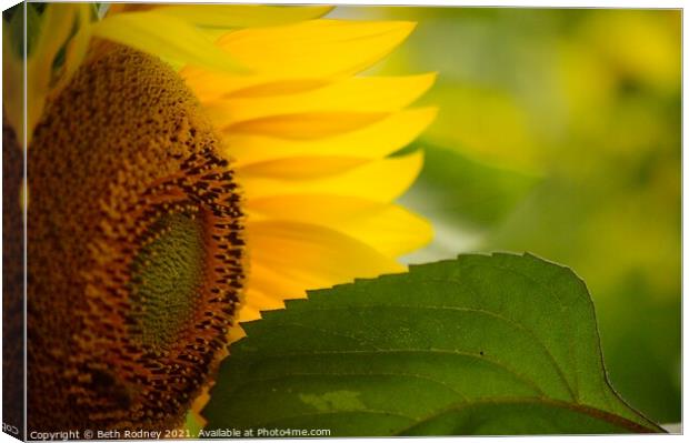Sunflower close-up Canvas Print by Beth Rodney