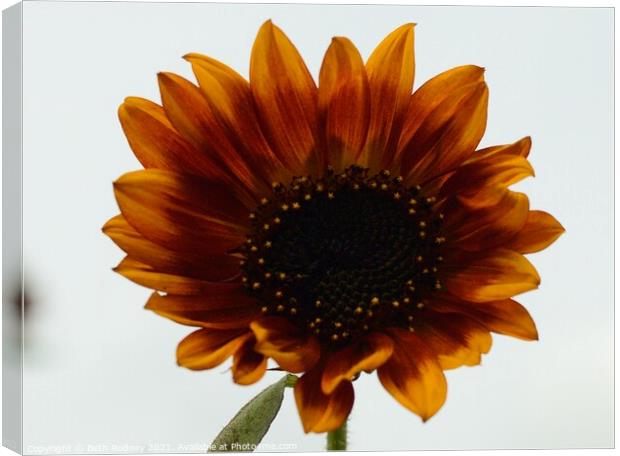 Bronzed sunflower Canvas Print by Beth Rodney