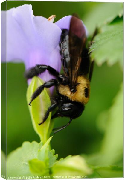 Carpenter Bee close-up Canvas Print by Beth Rodney