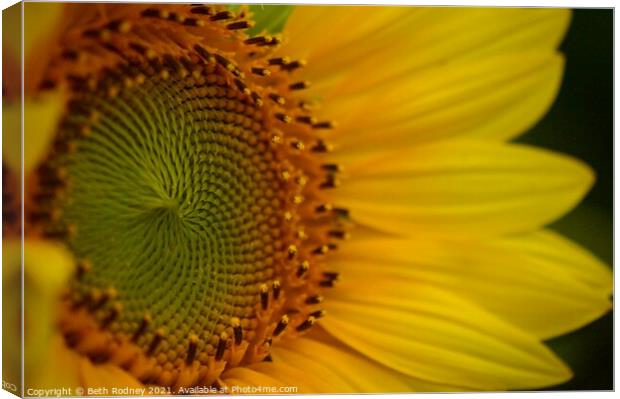 Sunflower Center close-up Canvas Print by Beth Rodney