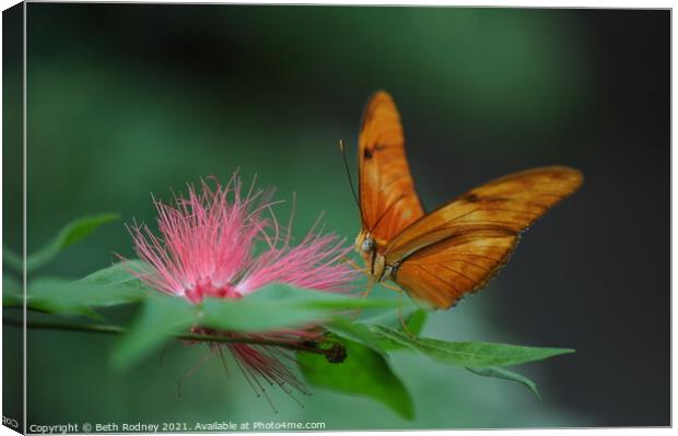 Julia Butterfly close-up Canvas Print by Beth Rodney