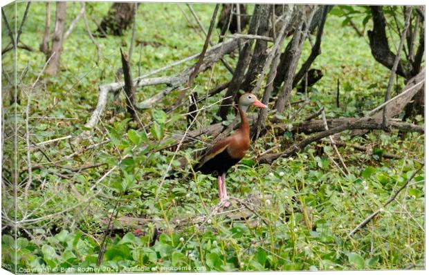 Black bellied whistling duck Canvas Print by Beth Rodney