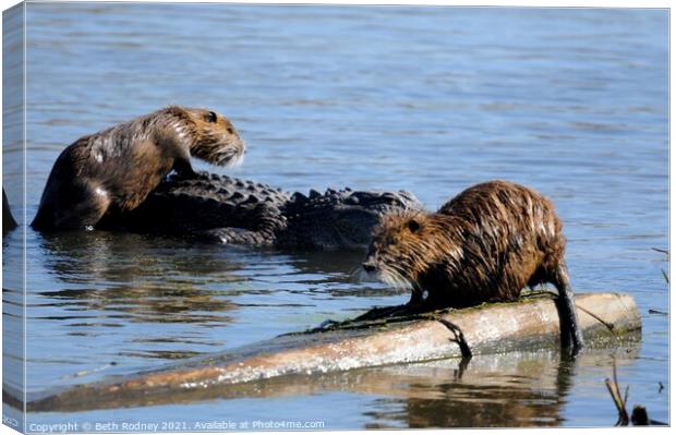 Nutria climbs on American Alligator Canvas Print by Beth Rodney