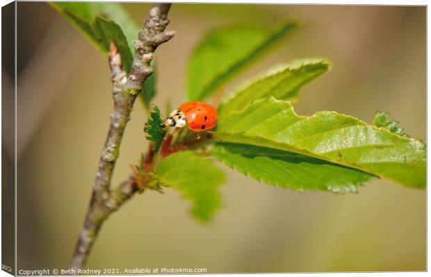 Ladybug Canvas Print by Beth Rodney