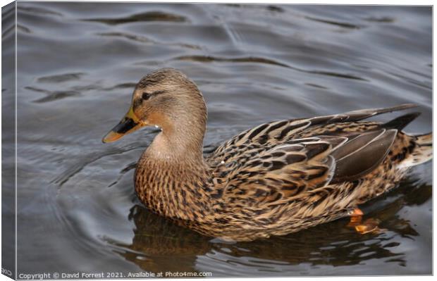 Female Duck Canvas Print by David Forrest