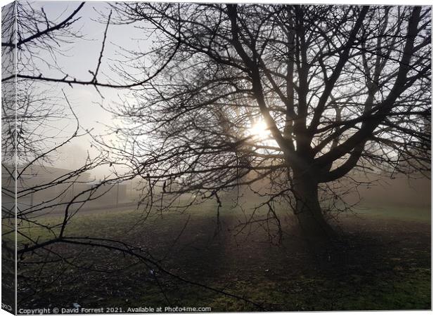 Plant tree Canvas Print by David Forrest