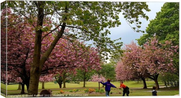 Cherry Blossom Tree fun with kids at High Hazels Park in Sheffield Canvas Print by David Forrest