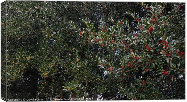 Bushes with yellow and red berries on Canvas Print by David Forrest