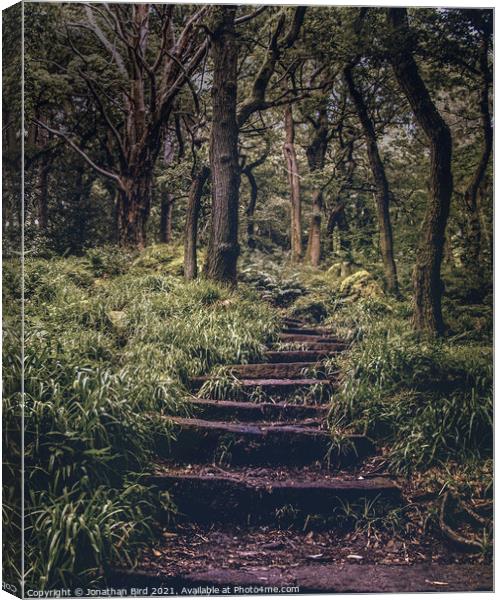 Ascending through the Forest Canvas Print by Jonathan Bird