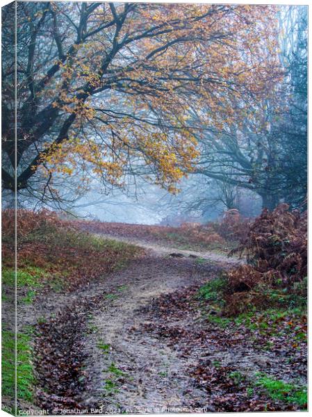 Path through Late Autumn Forest Canvas Print by Jonathan Bird
