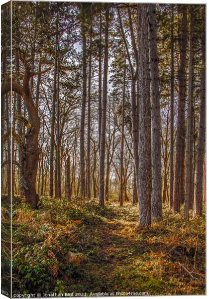 Autumn Pines, Thorndon Country Park Canvas Print by Jonathan Bird