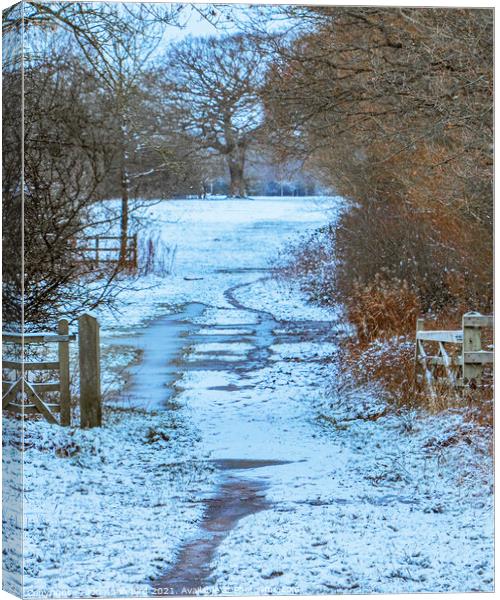 Winter, Hutton Country Park  Canvas Print by Jonathan Bird