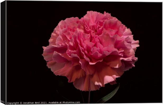 Pink Carnation Canvas Print by Jonathan Bird