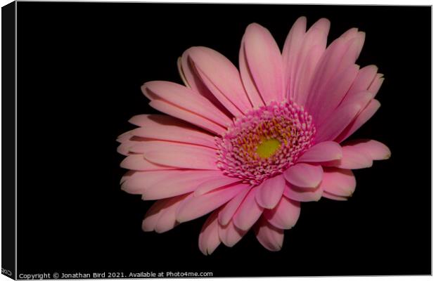 Pink Daisy #2 Canvas Print by Jonathan Bird