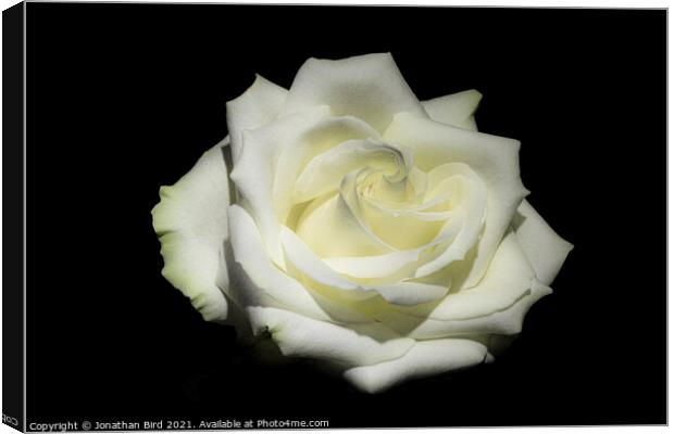 White Rose #1 Canvas Print by Jonathan Bird
