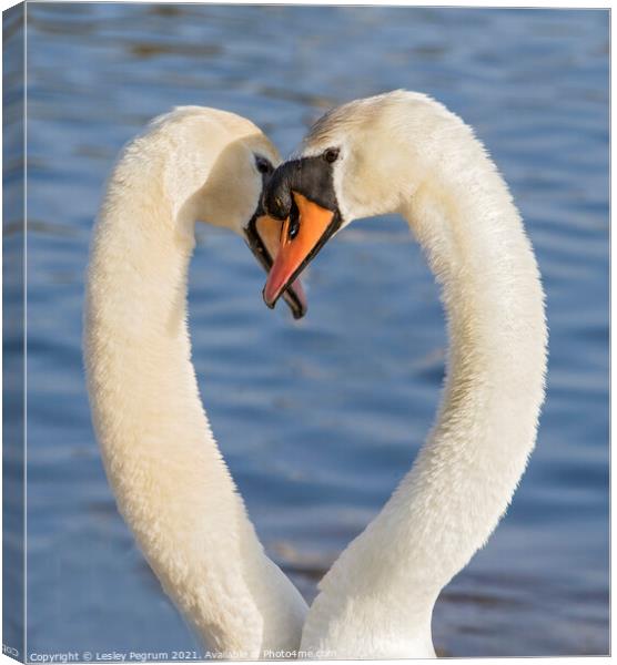 Courting Swans  Canvas Print by Lesley Pegrum