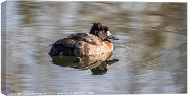 Female Tufted Duck Canvas Print by Lesley Pegrum
