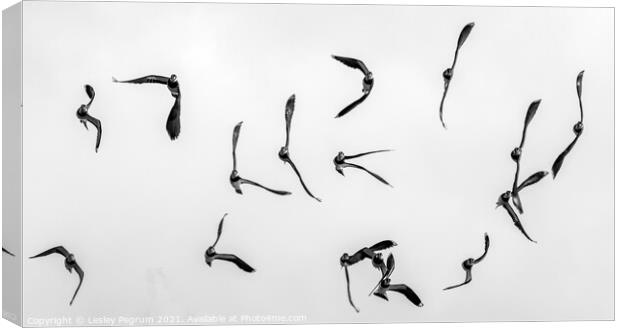 Lapwings in Flight Canvas Print by Lesley Pegrum