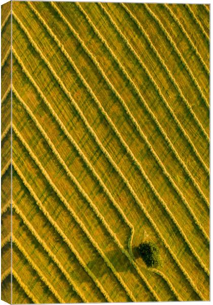 Beauty and patterns of a cultivated farmland in Slovakia from above. Canvas Print by Andrea Obzerova